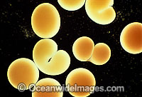 Coral reproduction Photo - Peter Harrison