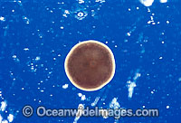 Coral reproduction Photo - Peter Harrison