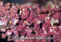 Coral reproduction Photo - David Fleetham