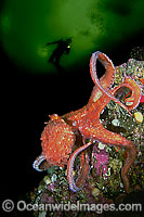 Giant Pacific Octopus and Diver Photo - David Fleetham