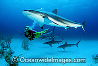 Caribbean Reef Shark Photo - David Fleetham