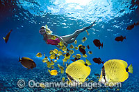Snorkeler with Butterflyfish Photo - David Fleetham
