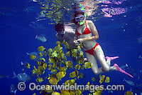 Snorkelers with Butterflyfish Photo - David Fleetham