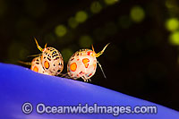 Gammaridean Amphipod Cyproidea sp. Photo - David Fleetham