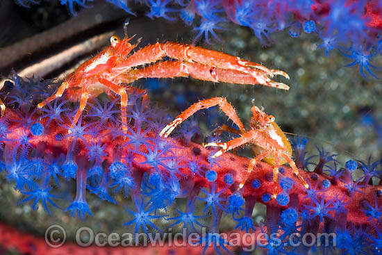 Squat Lobsters on coral photo Squat Lobsters on coral photo