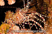 Marbled Shrimp Saron marmoratus Photo - David Fleetham