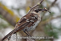 Galapagos Mockingbird Nesomimus parvulus Photo - David Fleetham