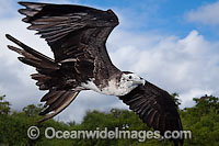 Magnificent Frigatebird Fregata magnificens Photo - David Fleetham
