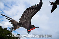 Magnificent Frigatebird Fregata magnificens Photo - David Fleetham