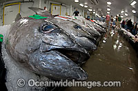 Tuna Fish at Market Photo - David Fleetham