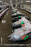 Tuna Fish at Market Photo - David Fleetham