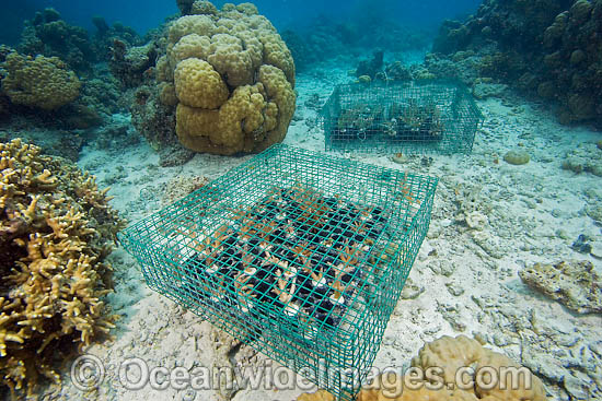 Coral Aquaculture photo Coral Aquaculture photo