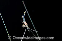Larval Shrimp Photo - David Fleetham