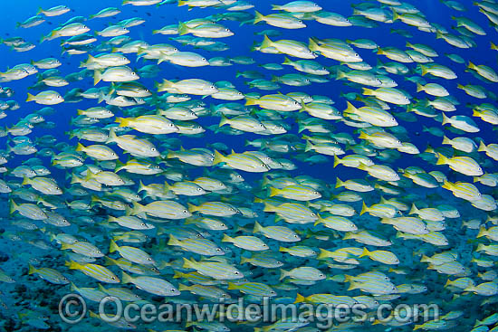 Schooling Blue-striped Snapper photo Schooling Blue-striped Snapper photo