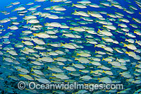 Schooling Blue-striped Snapper Photo - David Fleetham