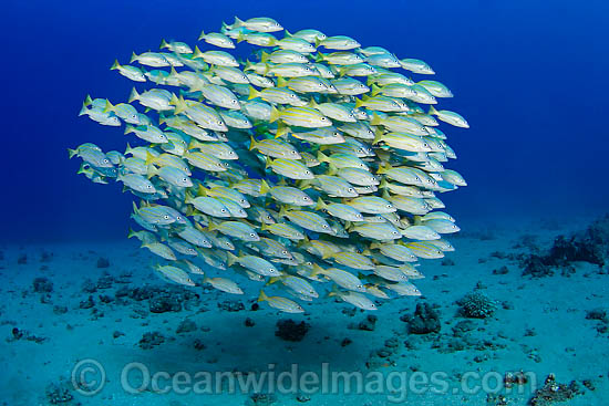 Schooling Blue-striped Snapper photo Schooling Blue-striped Snapper photo