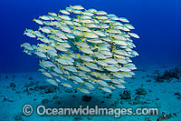 Schooling Blue-striped Snapper Photo - David Fleetham