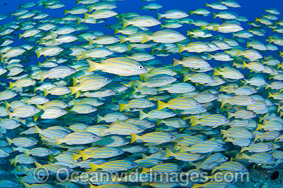 Schooling Blue-striped Snapper photo Schooling Blue-striped Snapper photo