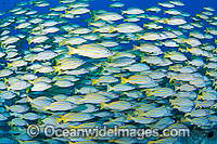 Schooling Blue-striped Snapper Photo - David Fleetham