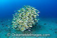 Schooling Blue-striped Snapper Photo - David Fleetham