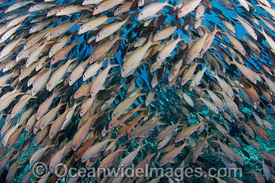 Schooling Yellow-striped Goatfish photo Schooling Yellow-striped Goatfish photo