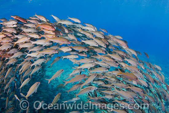 Schooling Yellow-striped Goatfish photo