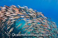 Schooling Yellow-striped Goatfish Photo - David Fleetham