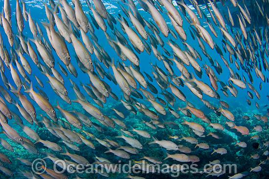 Schooling Yellow-striped Goatfish photo