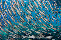 Schooling Yellow-striped Goatfish Photo - David Fleetham