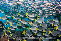 Schooling Black Striped Salema Photo - David Fleetham