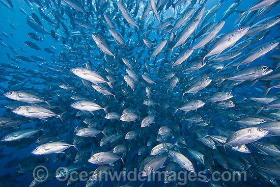 Schooling Big-eye Trevally Caranx sexfasciatus photo