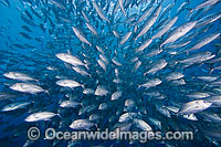 Schooling Big-eye Trevally Caranx sexfasciatus Photo - David Fleetham