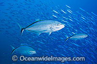 Jack predating on Baitfish Photo - David Fleetham