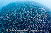 Schooling Black Striped Salema Photo - David Fleetham