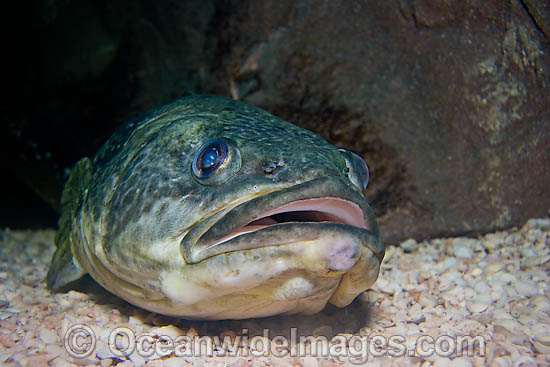 Marbled Rockcod Notothenia rossii photo Marbled Rockcod Notothenia rossii photo