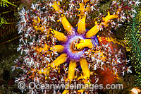 Sea Cucumber feeding Photo - David Fleetham