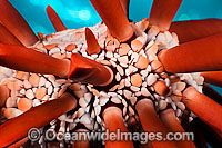 Slate Pencil Sea Urchin Photo - David Fleetham