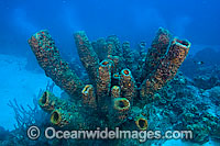 Yellow Tube Sponge Photo - David Fleetham