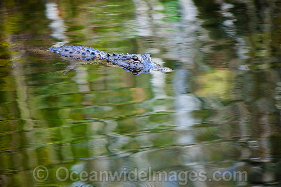 American Alligator swimming photo American Alligator swimming photo