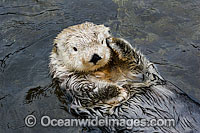 Southern Sea Otter Photo - David Fleetham