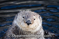 Southern Sea Otter Photo - David Fleetham