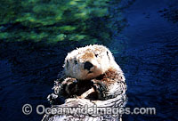 Southern Sea Otter Photo - David Fleetham