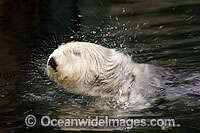 Southern Sea Otter Photo - David Fleetham