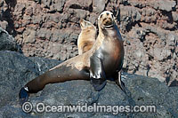 California Sea Lions Photo - David Fleetham