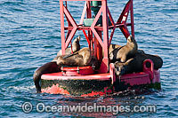 California Sea Lions Photo - David Fleetham