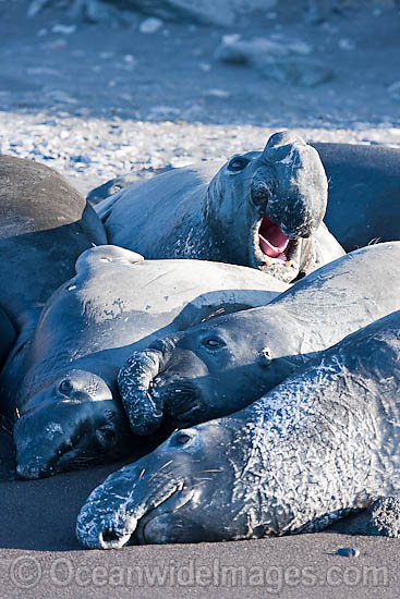 Northern Elephant Seal males photo Northern Elephant Seal males photo