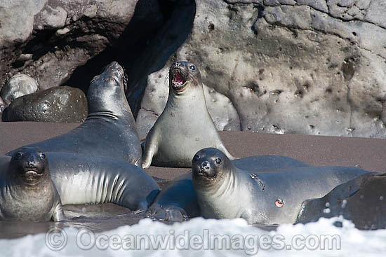 Northern Elephant Seal pups photo Northern Elephant Seal pups photo