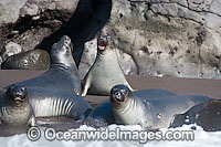 Northern Elephant Seal pups Photo - David Fleetham