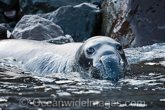 Northern Elephant Seal photo Northern Elephant Seal photo