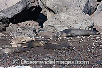 Northern Elephant Seal bull with cows Photo - David Fleetham